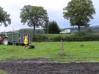 le bouvier des flandres et les vaches - Elevage du CLOS DE LA LUETTE - COPYRIGHT DEPOSE